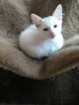 Algodão lindo bebê