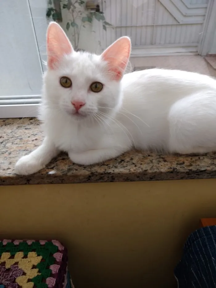 Gato ra a Srd branquinho lindo demais !! idade 2 a 6 meses nome Algodão lindo bebê 