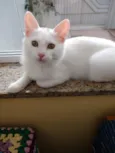 Algodão lindo bebê