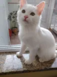 Algodão lindo bebê