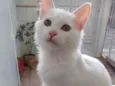 Algodão lindo bebê