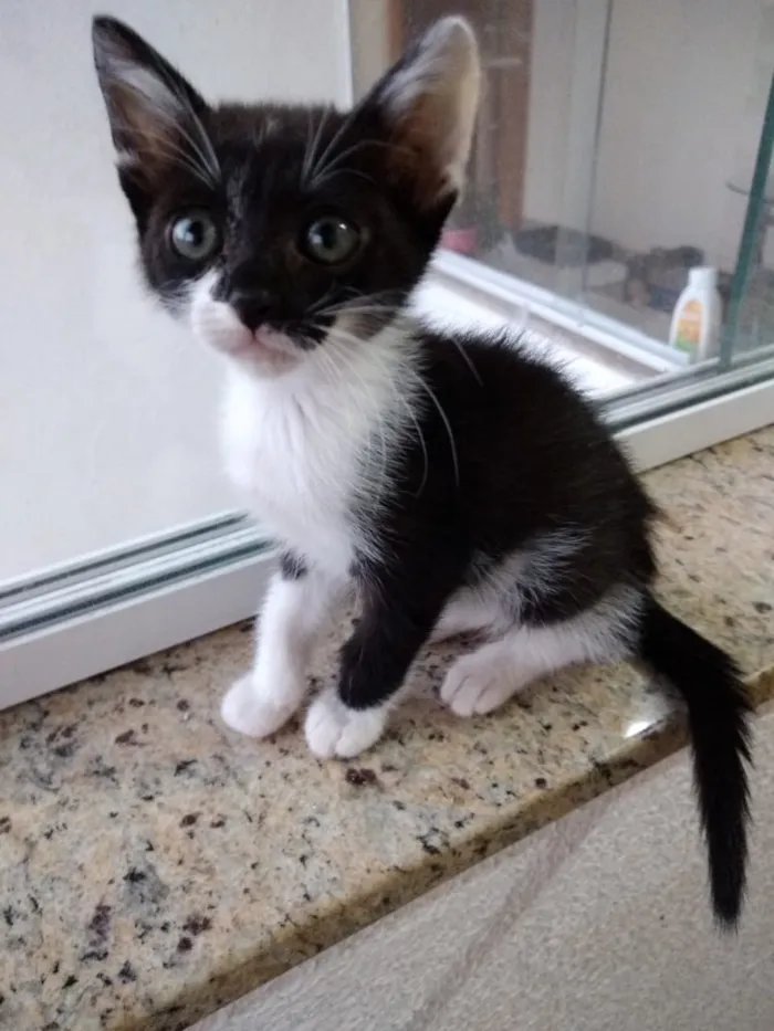 Gato ra a Frajola srd  idade 2 a 6 meses nome Ming Linda Bebe 