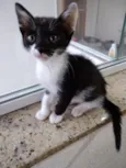 Ming Linda Bebe