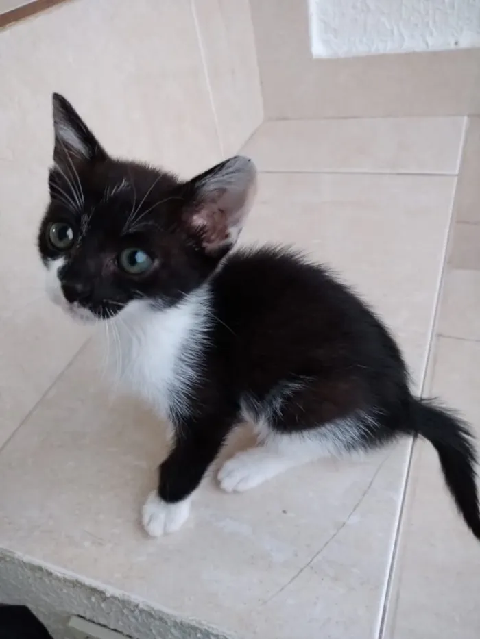 Gato ra a Frajola srd  idade 2 a 6 meses nome Ming Linda Bebe 