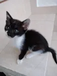 Ming Linda Bebe