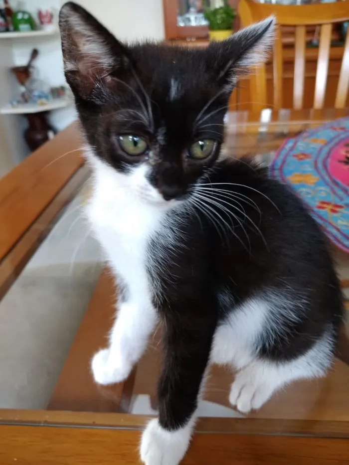 Gato ra a Frajola srd  idade 2 a 6 meses nome Ming Linda Bebe 