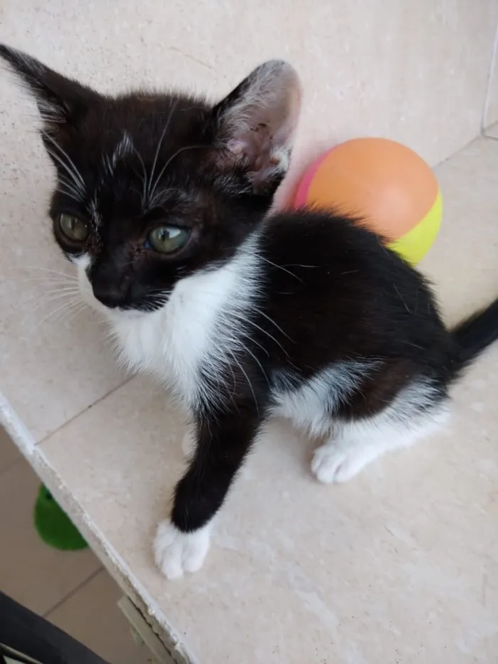 Gato ra a Frajola srd  idade 2 a 6 meses nome Ming Linda Bebe 