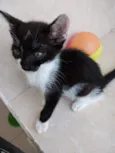 Ming Linda Bebe
