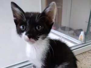 Gato raça Frajola srd  idade 2 a 6 meses nome Ming Linda Bebe 