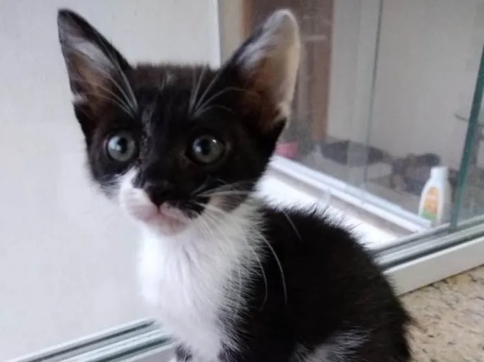 Gato ra a Frajola srd  idade 2 a 6 meses nome Ming Linda Bebe 