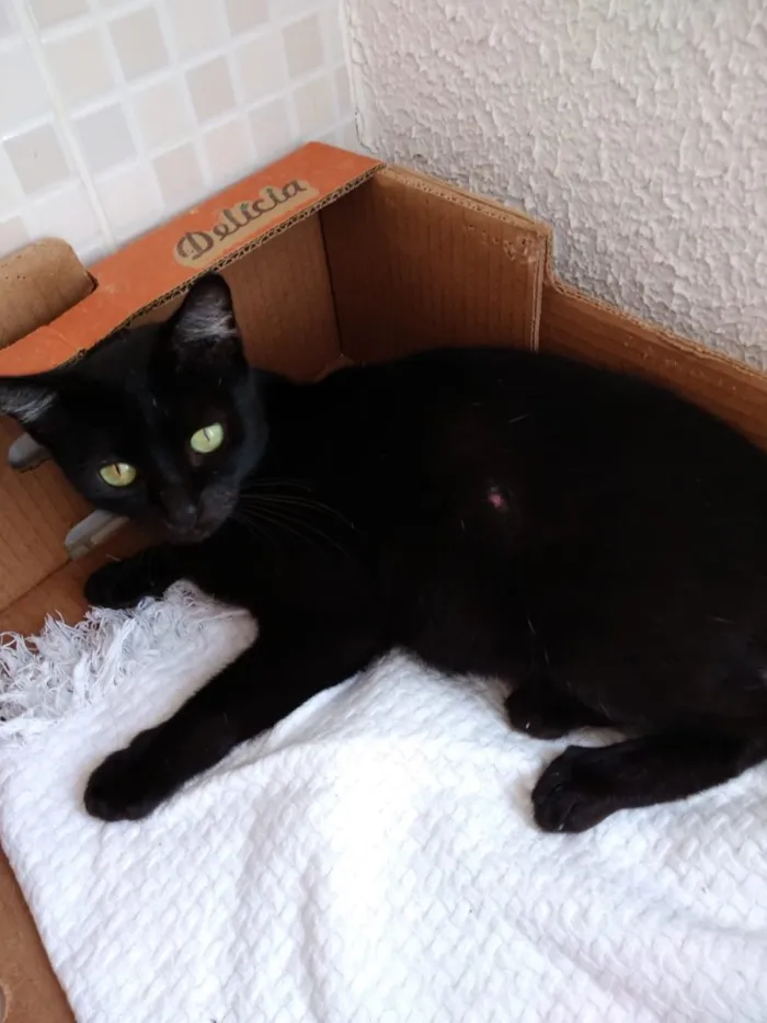 Gato ra a Srd  idade 7 a 11 meses nome Amanda linda bebê 