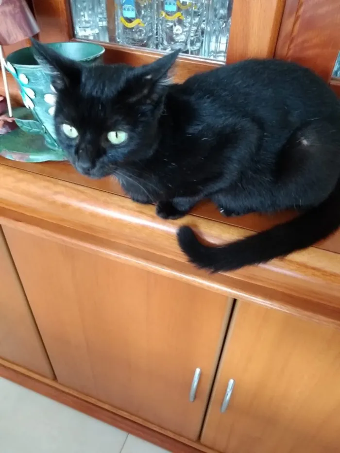 Gato ra a Srd  idade 7 a 11 meses nome Amanda linda bebê 