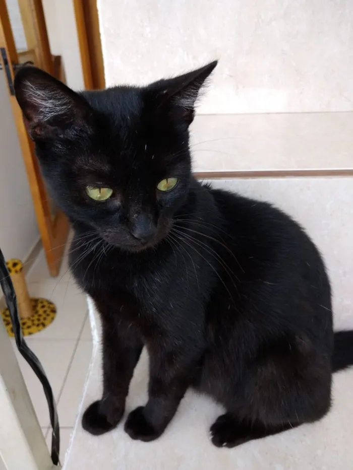 Gato ra a Srd  idade 7 a 11 meses nome Amanda linda bebê 