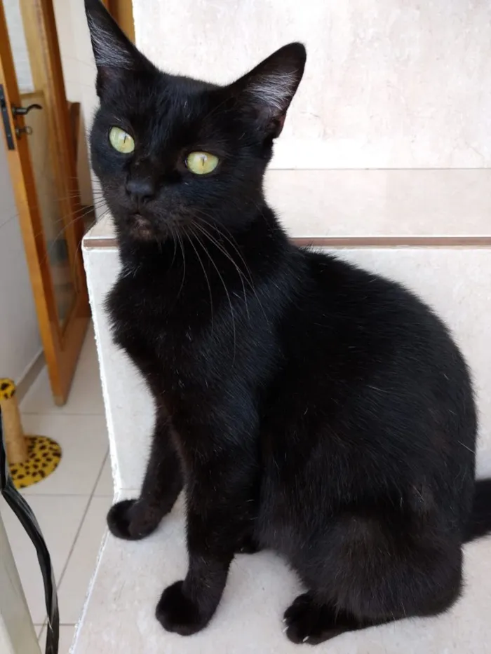 Gato ra a Srd  idade 7 a 11 meses nome Amanda linda bebê 