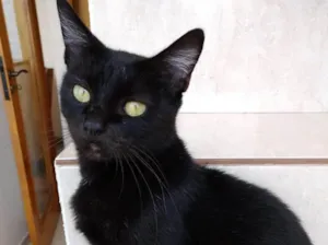 Gato raça Srd  idade 7 a 11 meses nome Amanda linda bebê 