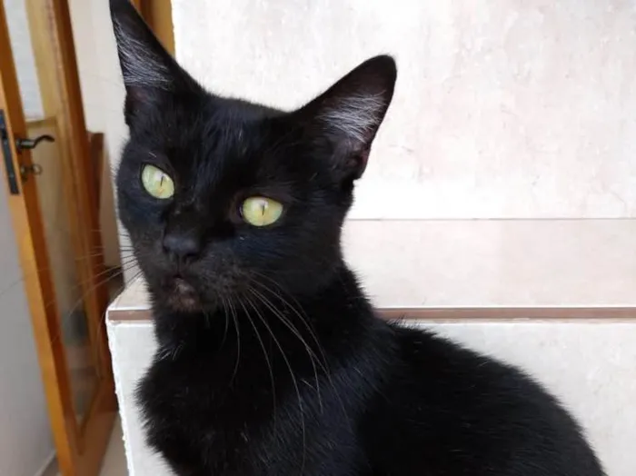 Gato ra a Srd  idade 7 a 11 meses nome Amanda linda bebê 