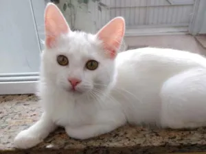 Gato raça Srd branquinho lindo demais !! idade 2 a 6 meses nome Algodão lindo bebê 