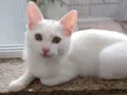 Algodão lindo bebê