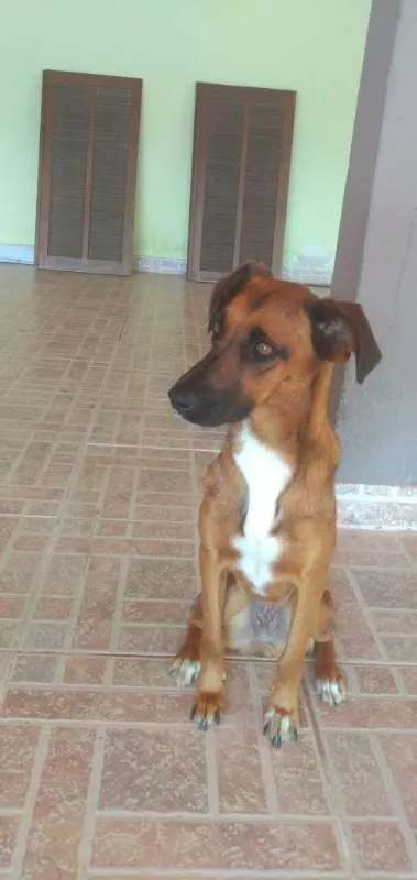 Cachorro ra a S/R idade 1 ano nome Lara