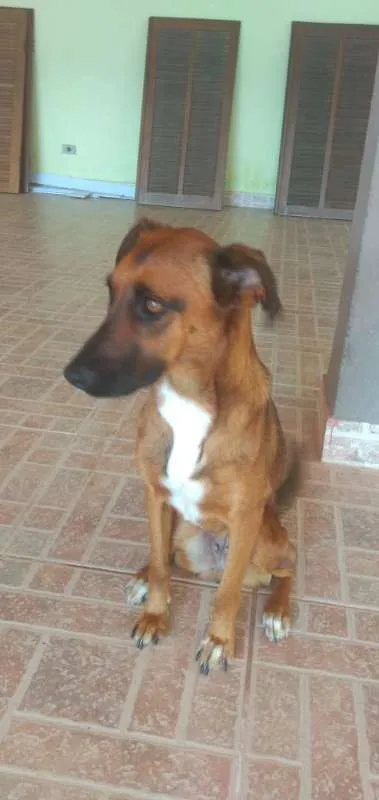 Cachorro ra a S/R idade 1 ano nome Lara