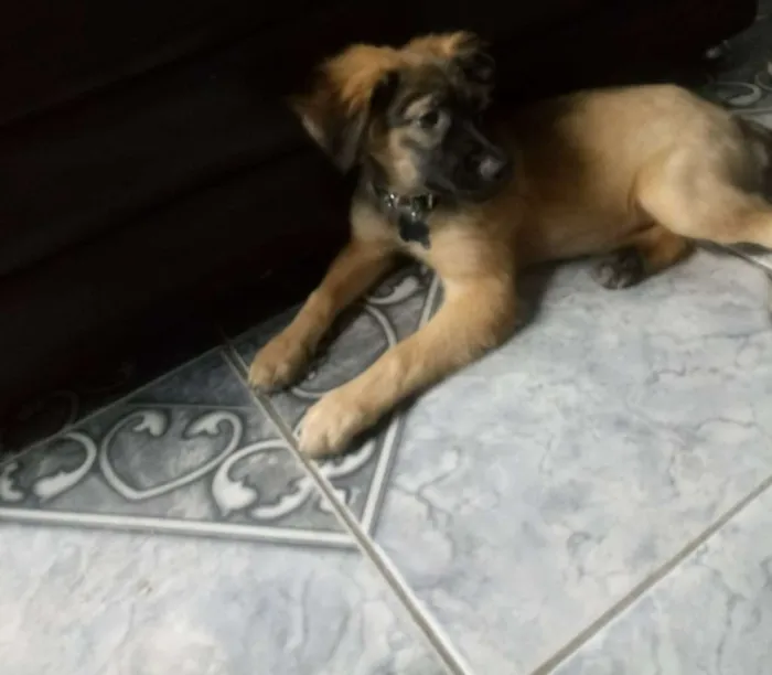 Cachorro ra a SRD idade 2 a 6 meses nome Sem nomes definidos