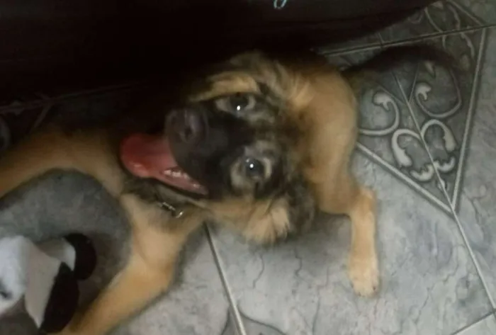 Cachorro ra a SRD idade 2 a 6 meses nome Sem nomes definidos