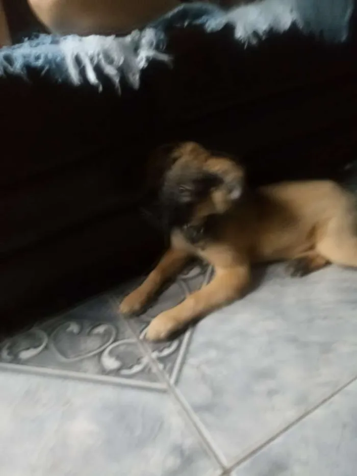 Cachorro ra a SRD idade 2 a 6 meses nome Sem nomes definidos