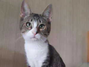 Gato raça SRD idade 2 a 6 meses nome Brad