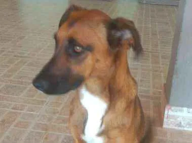 Cachorro ra a S/R idade 1 ano nome Lara