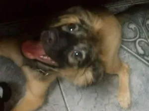 Cachorro raça SRD idade 2 a 6 meses nome Sem nomes definidos