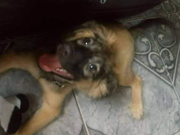 Cachorro ra a SRD idade 2 a 6 meses nome Sem nomes definidos