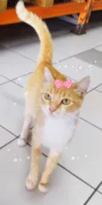 Filó 