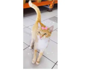 Gato raça Srd idade 1 ano nome Filó 