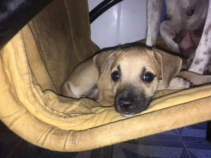 Cachorro ra a SRD idade 2 a 6 meses nome Bebel