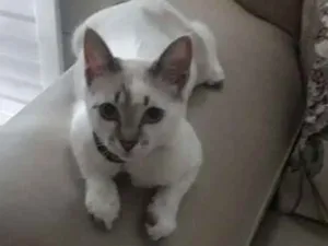 Gato raça Siamês  idade 2 a 6 meses nome Wilykit 