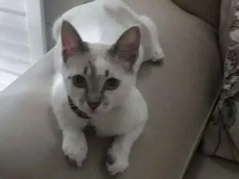 Gato ra a Siamês  idade 2 a 6 meses nome Wilykit 