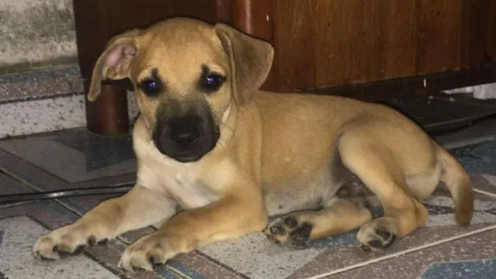 Cachorro ra a SRD idade 2 a 6 meses nome Bartô