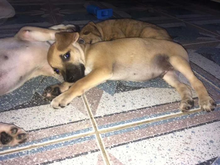 Cachorro ra a SRD idade 2 a 6 meses nome Bartô