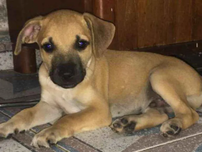 Cachorro ra a SRD idade 2 a 6 meses nome Bartô