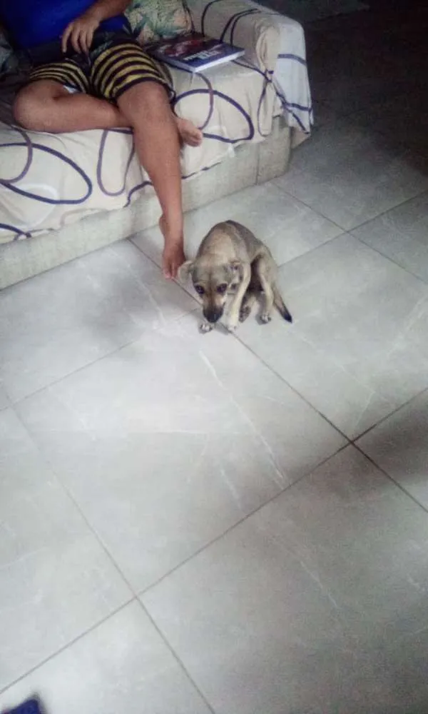 Cachorro ra a Vira-lata  idade 3 anos nome Safira