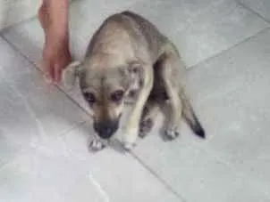 Cachorro ra a Vira-lata  idade 3 anos nome Safira