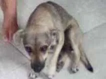 Cachorro raça Vira-lata  idade 3 anos nome Safira