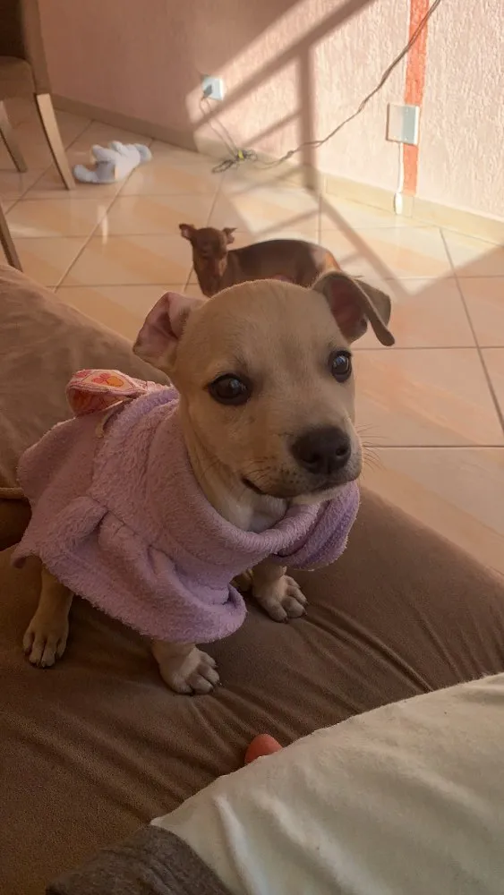 Cachorro ra a Vira-lata  idade  nome Belinha 