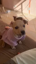 Belinha
