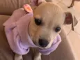 Belinha