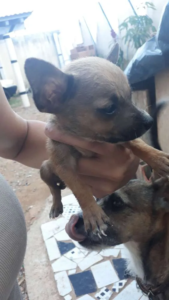 Cachorro ra a vira-lata idade 2 a 6 meses nome sem nome