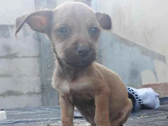 Cachorro ra a vira-lata idade 2 a 6 meses nome sem nome
