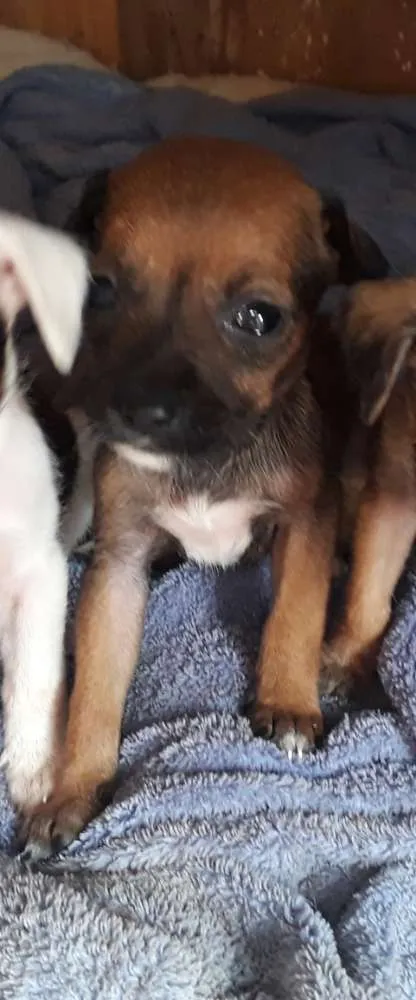 Cachorro ra a vira-lata idade 2 a 6 meses nome sem nome