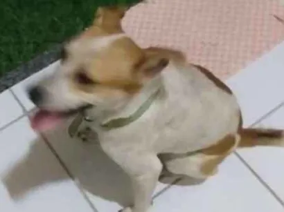 Cachorro raça Vira lata idade 3 anos nome Dentinho