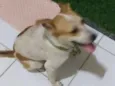 Dentinho